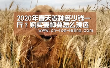 2020年春天姜种多少钱一斤?购买姜种要怎么挑选?【乐竟体育官网】(图1) 乐竟app